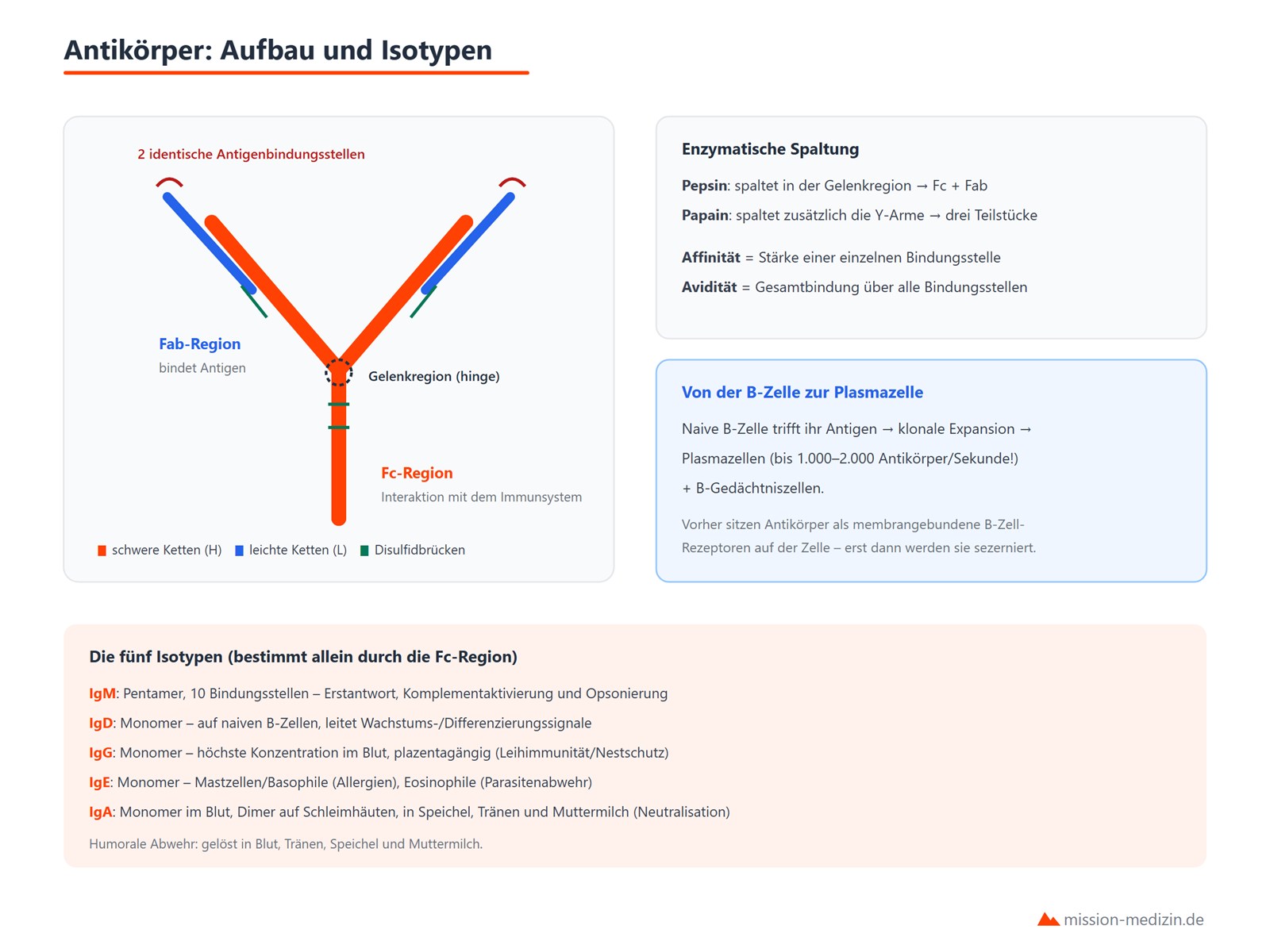 Antikörper-Aufbau: schwere und leichte Ketten, Fab- und Fc-Region, die fünf Isotypen IgM, IgD, IgG, IgE, IgA