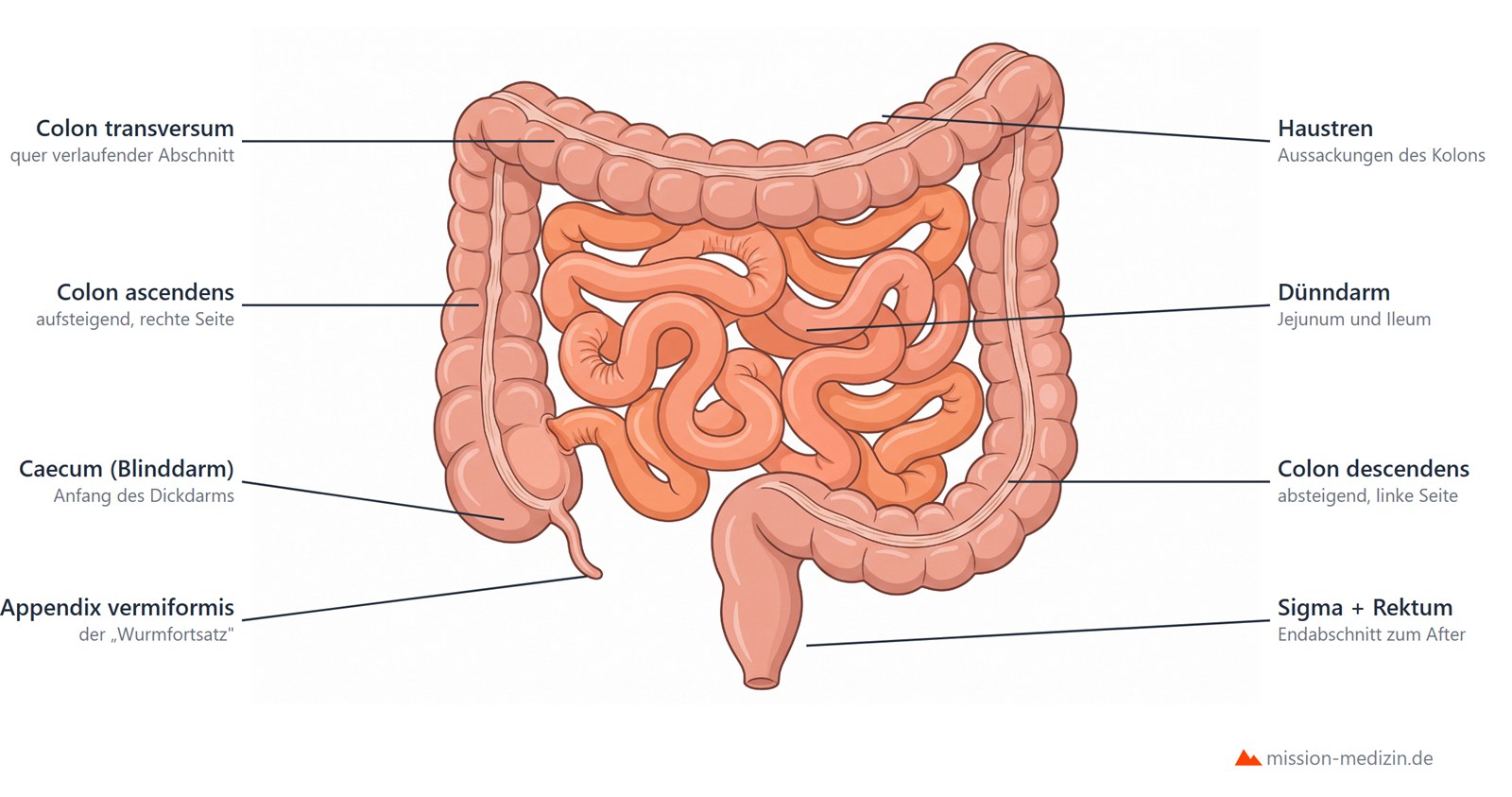 Dünn- und Dickdarm in der Frontalansicht mit Caecum, Appendix, Kolonrahmen und Dünndarmschlingen