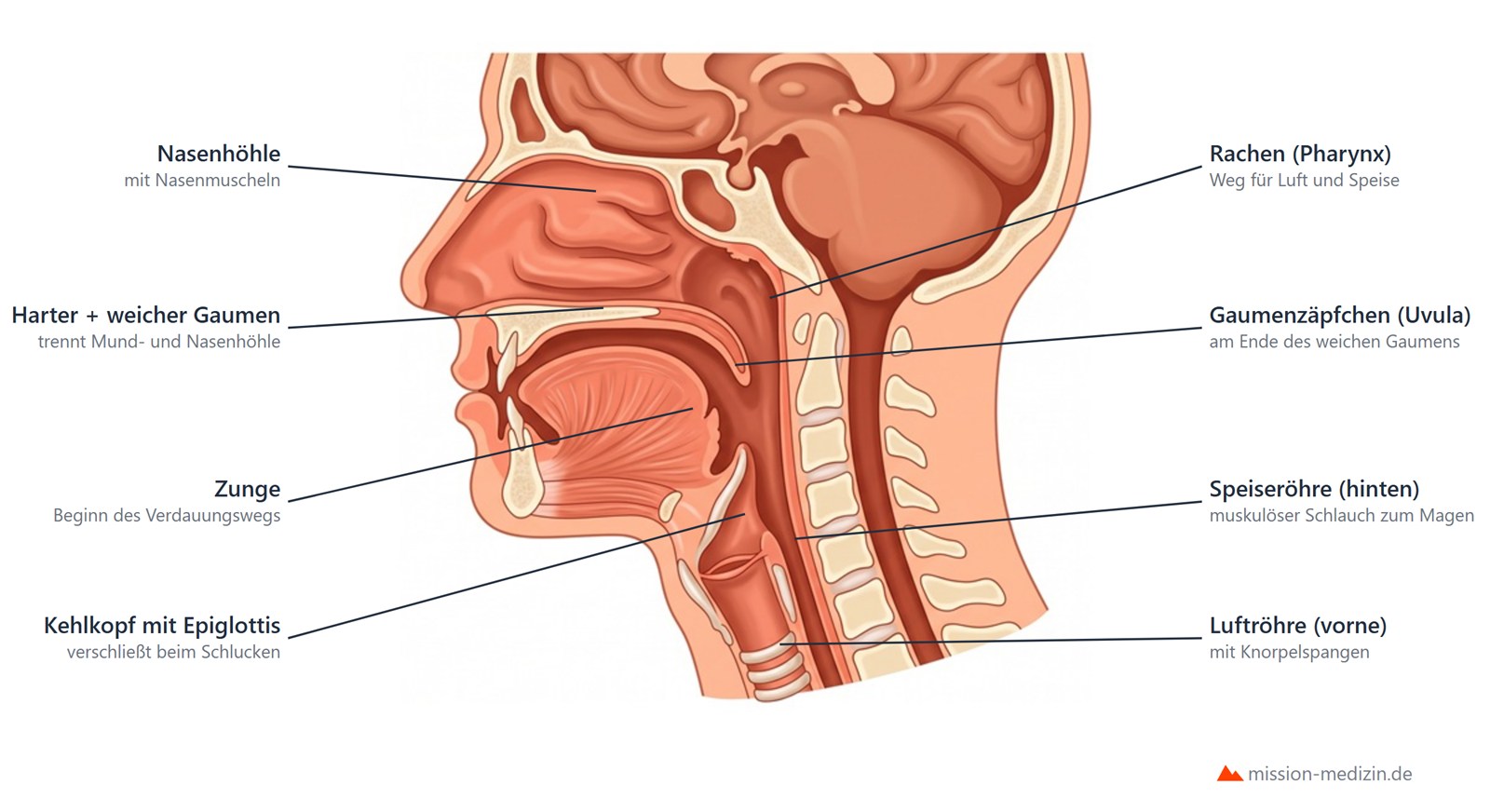 Medianschnitt durch Kopf und Hals: Mundhöhle, Rachen, Kehlkopf mit Epiglottis, Speise- und Luftröhre