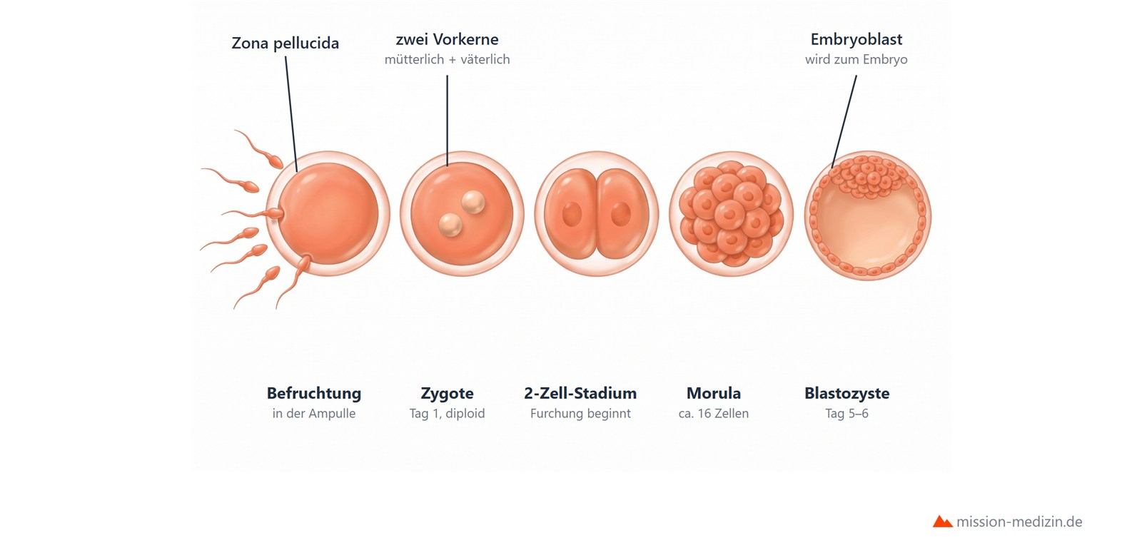 Entwicklung von der Befruchtung über Zygote, Zweizellstadium und Morula bis zur Blastozyste mit Embryoblast und Höhle