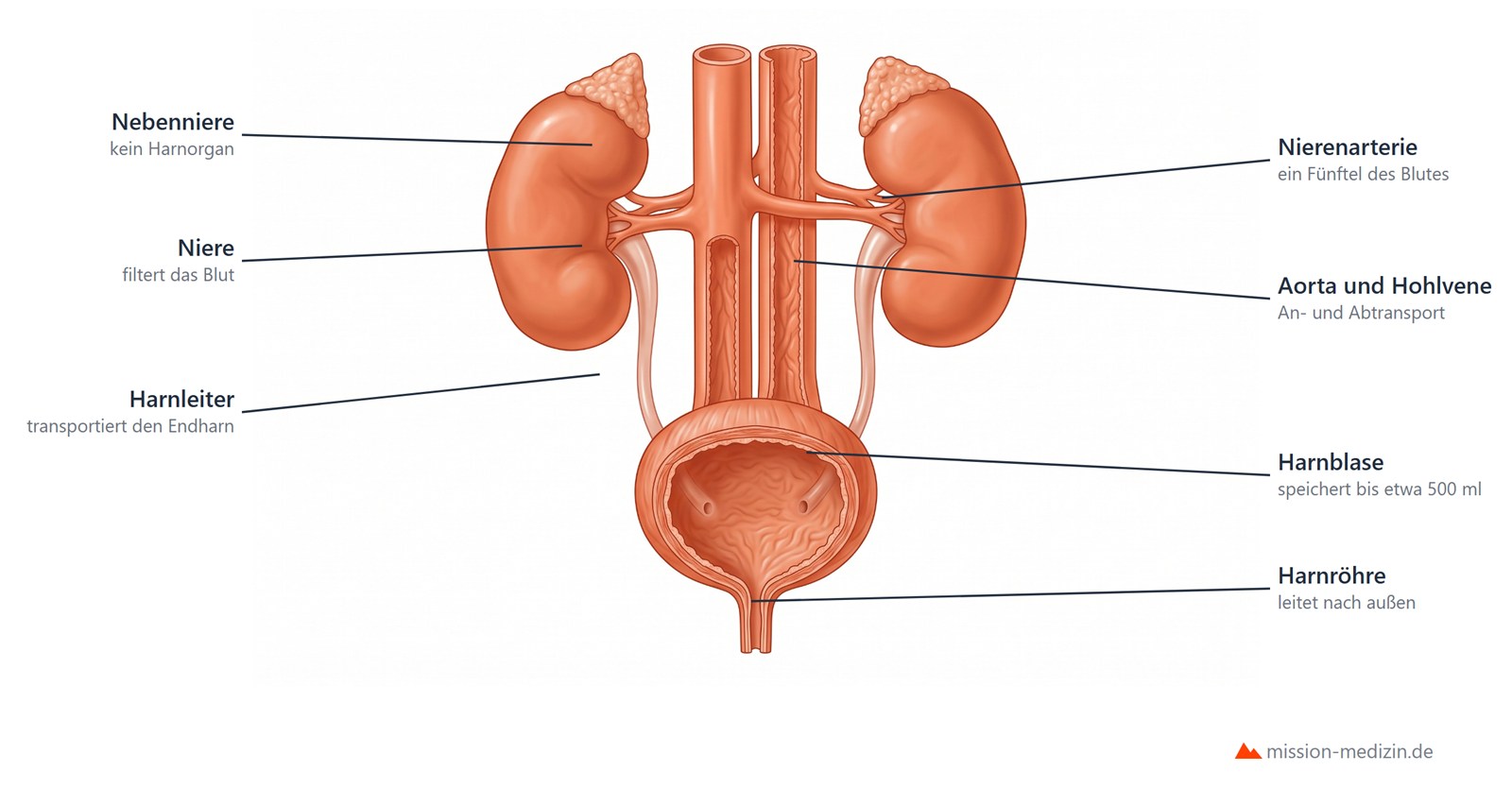 Harnsystem im Überblick: beide Nieren mit Nebennieren, Nierenarterien an Aorta und Hohlvene, Harnleiter, aufgeschnittene Harnblase und Harnröhre