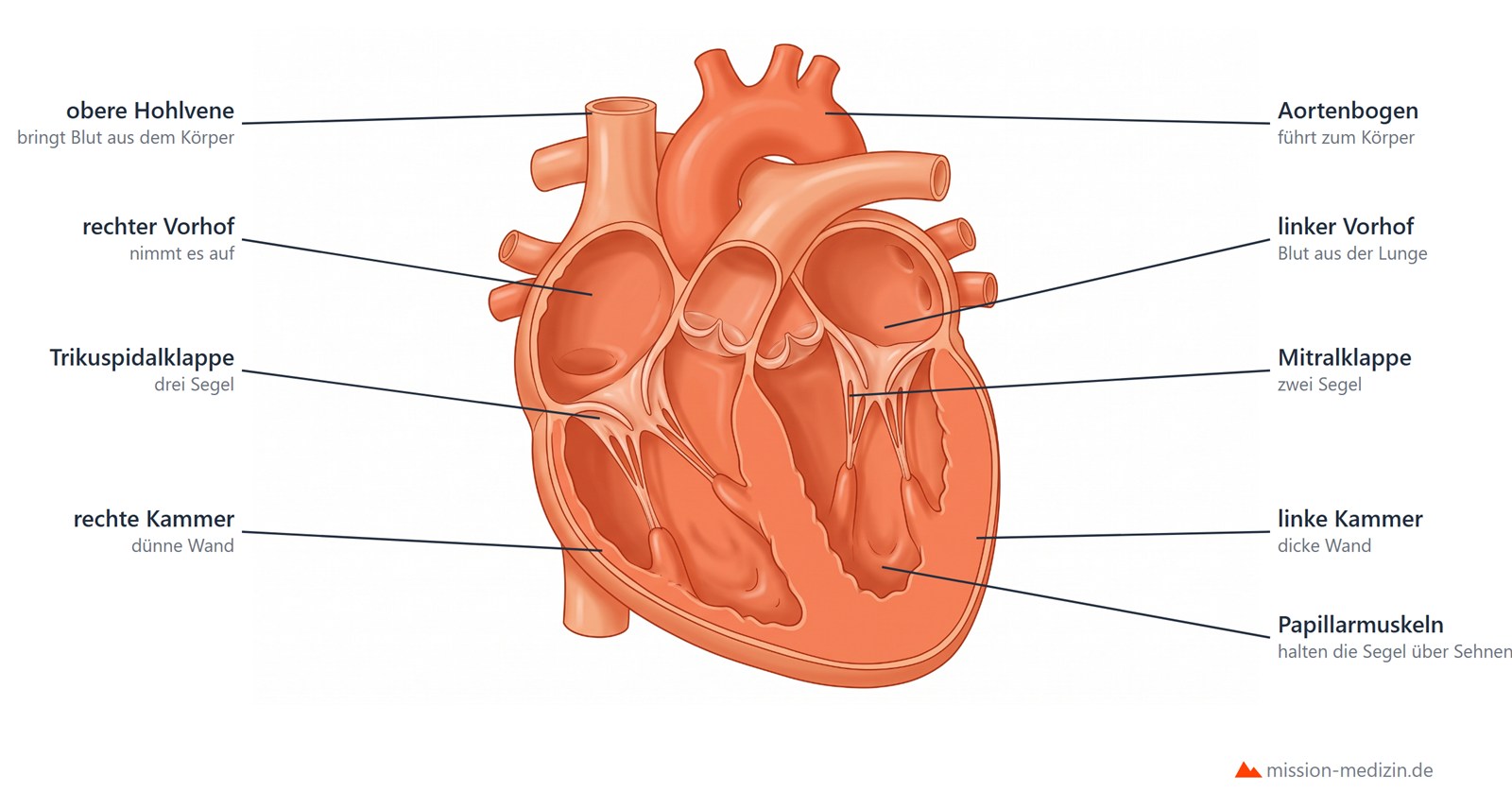 Herz im Längsschnitt mit beiden Vorhöfen und Kammern, Trikuspidal- und Mitralklappe mit Sehnenfäden sowie den Taschenklappen an Aorta und Lungenarterie