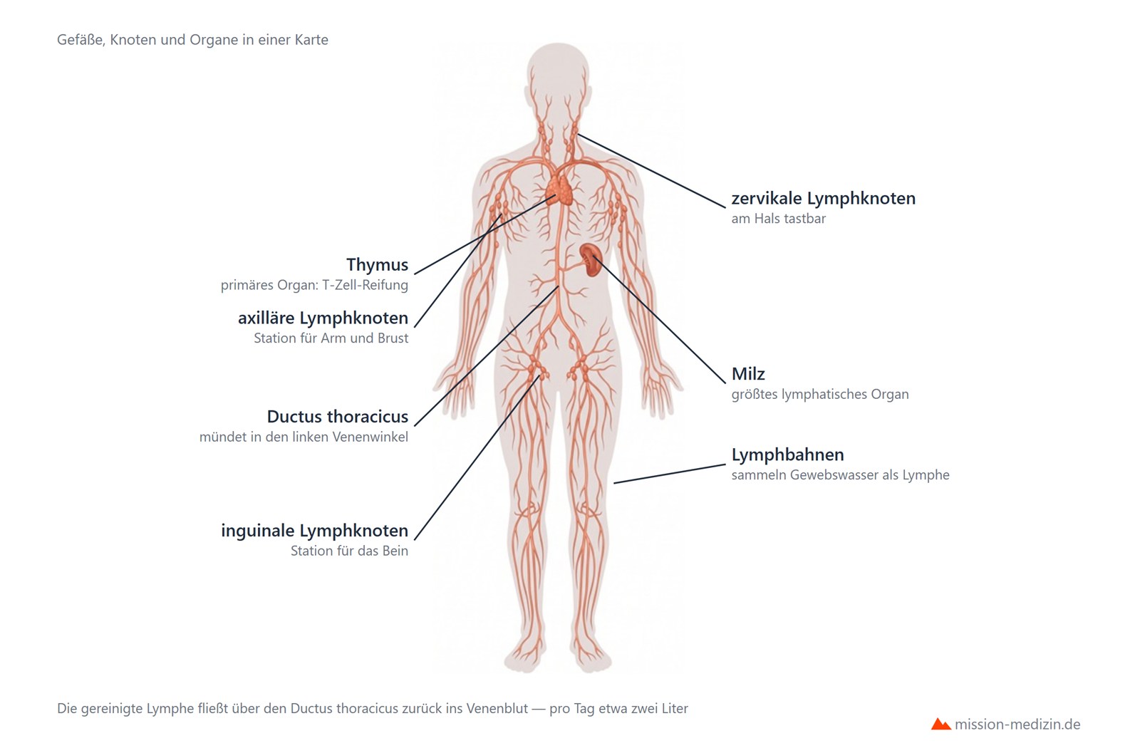 Lymphsystem des Menschen: Lymphbahnen, Lymphknotenstationen, Thymus, Milz und Ductus thoracicus