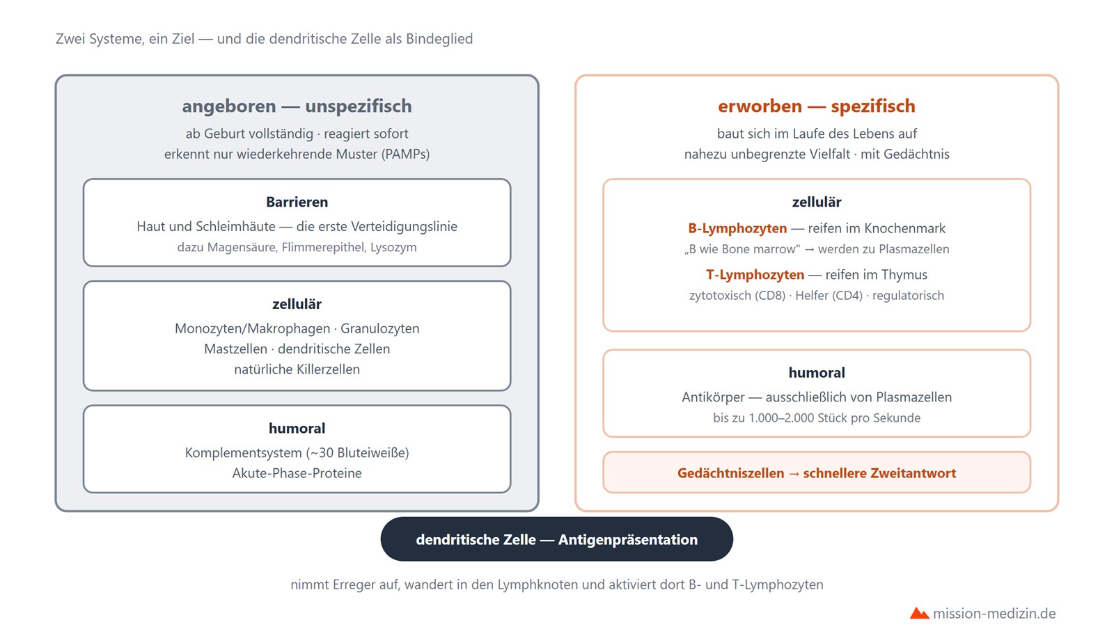 Angeborenes und erworbenes Immunsystem im Vergleich mit der dendritischen Zelle als Bindeglied