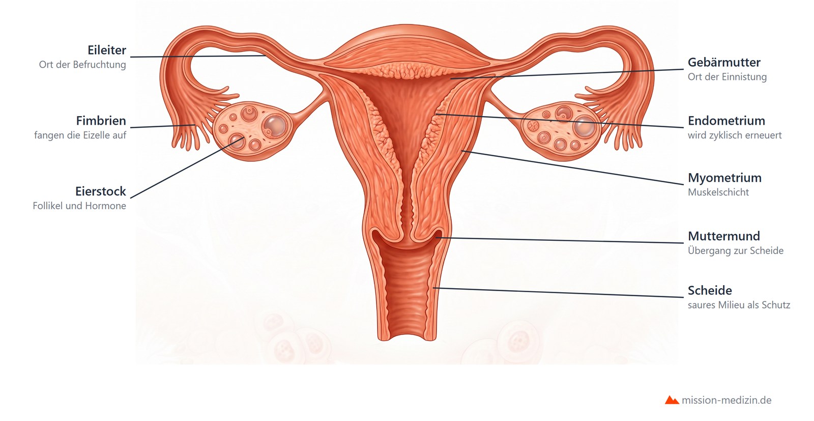 Weibliche Geschlechtsorgane von vorn: Gebärmutter mit Endometrium und Myometrium, beide Eileiter mit Fimbrien, beide Eierstöcke mit Follikeln, Muttermund und Scheide