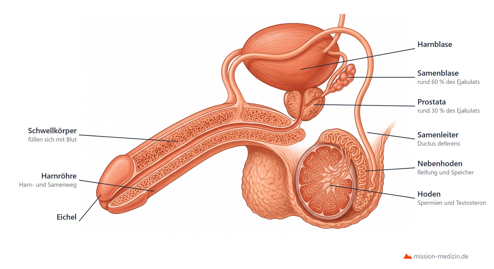 Männliche Geschlechtsorgane im Längsschnitt: Hoden mit Nebenhoden, Samenleiter, Samenblase, Prostata, Harnblase und Penis mit Schwellkörpern
