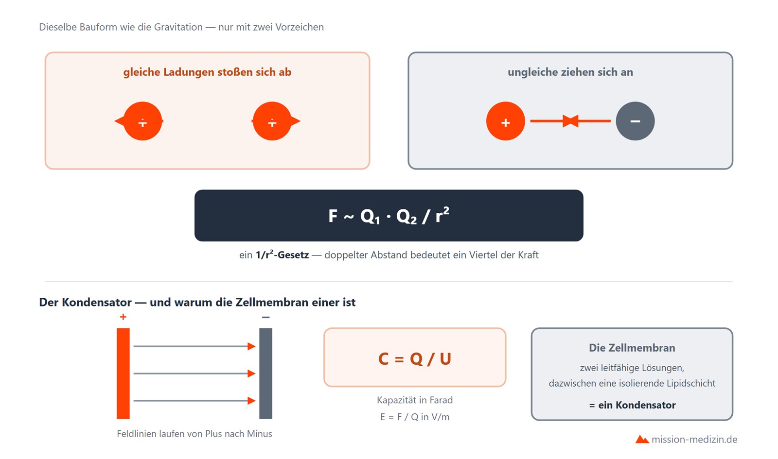 Elektrische Ladung Coulombsches Gesetz Feldlinien und Kondensator als Modell der Zellmembran