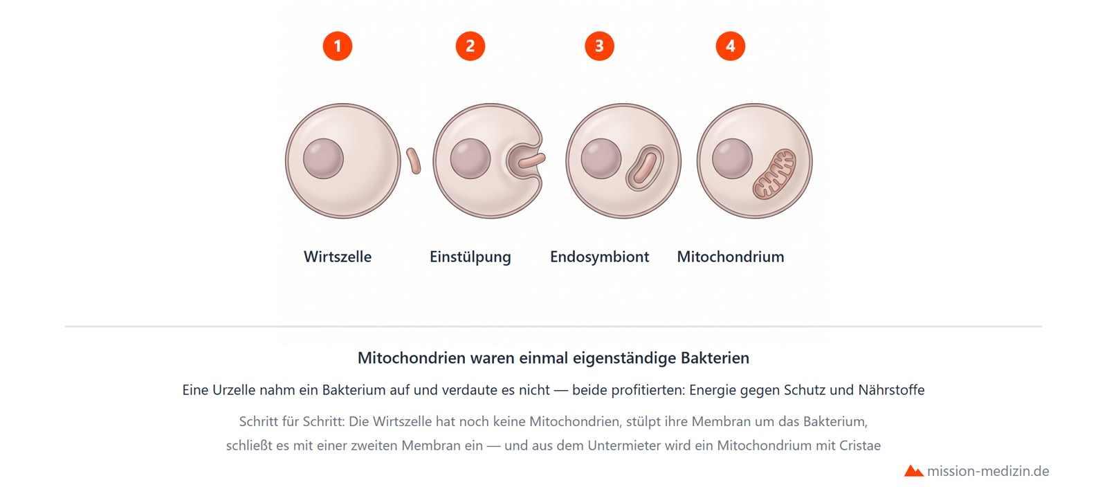 Endosymbiontentheorie: Aufnahme von Prokaryoten als Mitochondrien und Plastiden