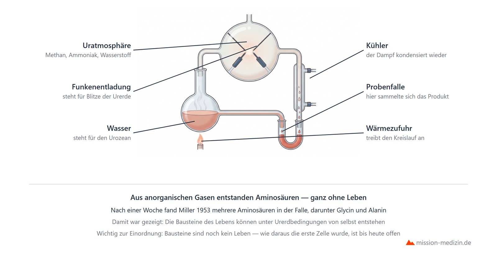 Miller-Urey-Experiment: Aufbau und Ergebnis