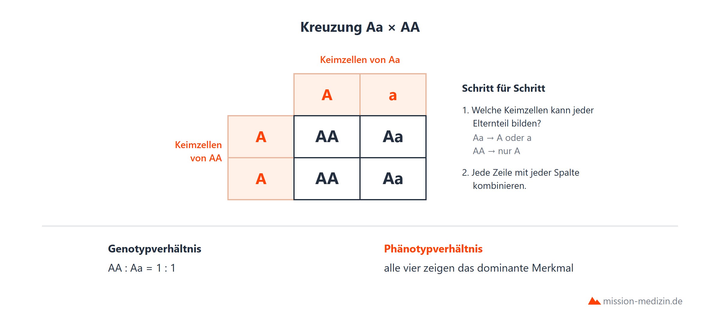 Kreuzungsschema mit Punnett-Quadrat