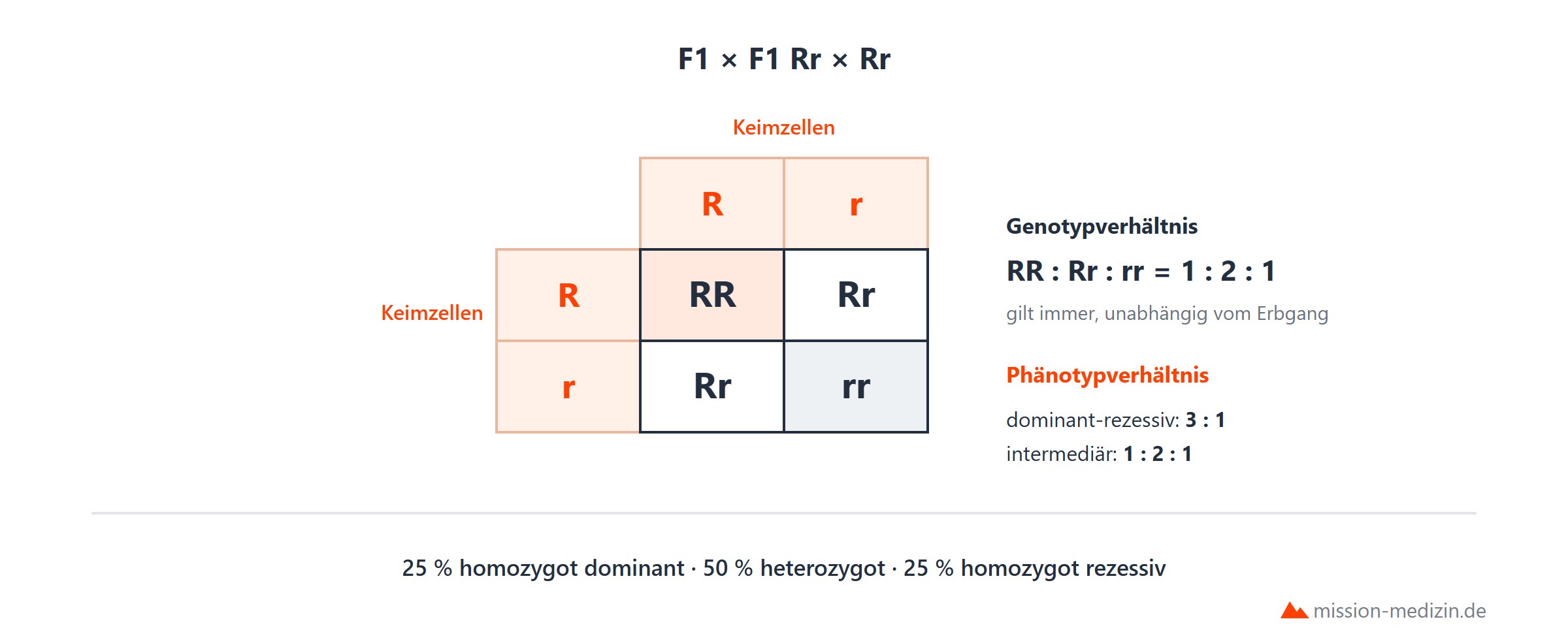 2. Mendelsche Regel: Spaltungsregel mit Verhaeltnis 3 zu 1