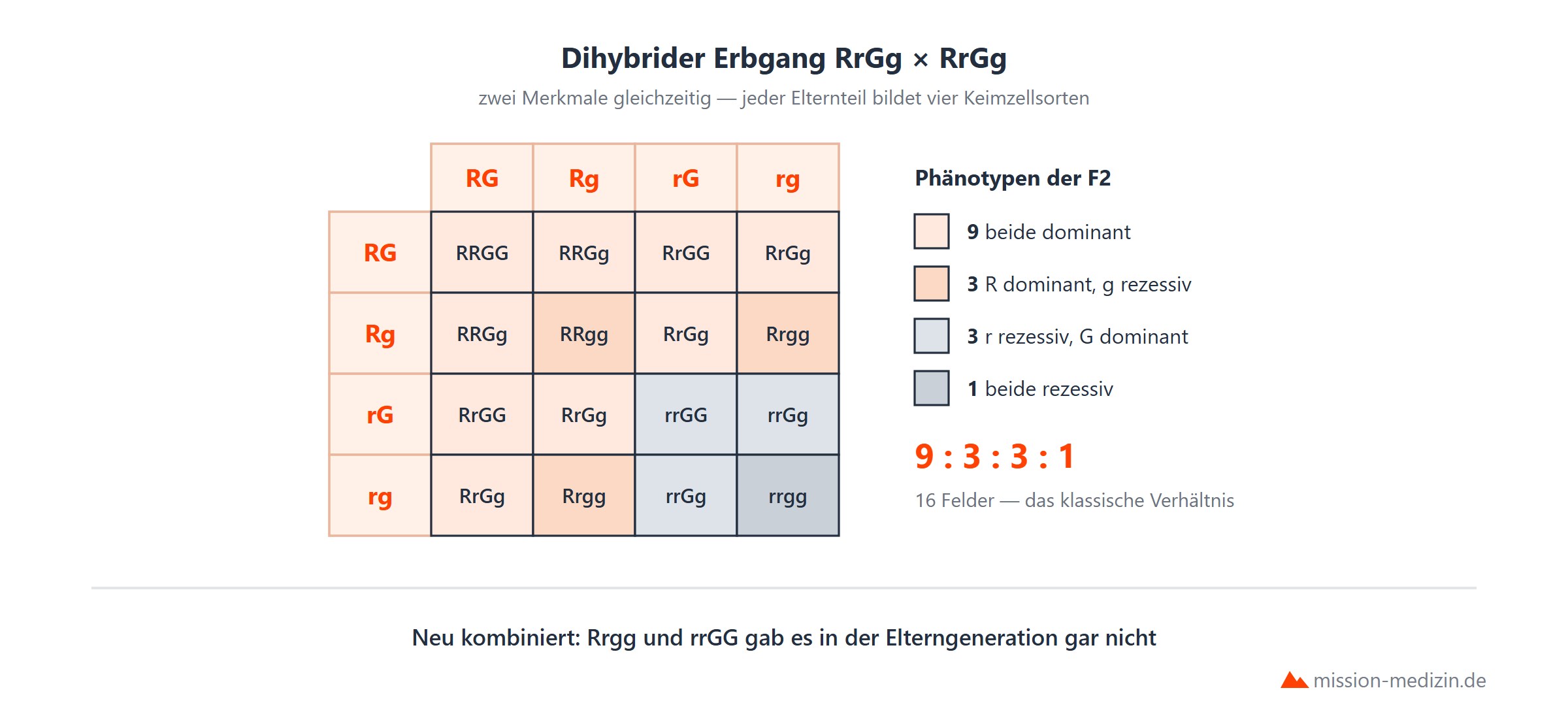 3. Mendelsche Regel: Unabhaengigkeitsregel
