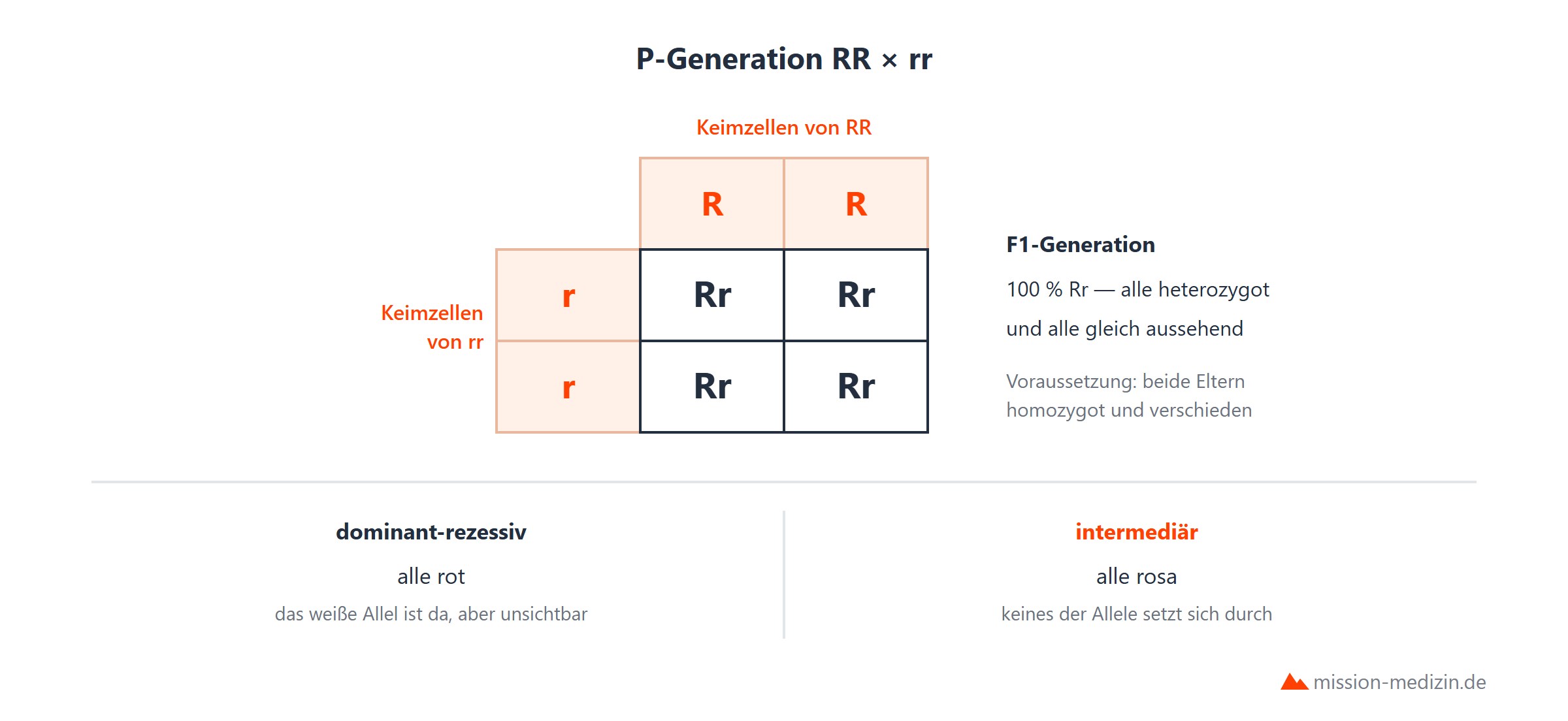 1. Mendelsche Regel: Uniformitaetsregel