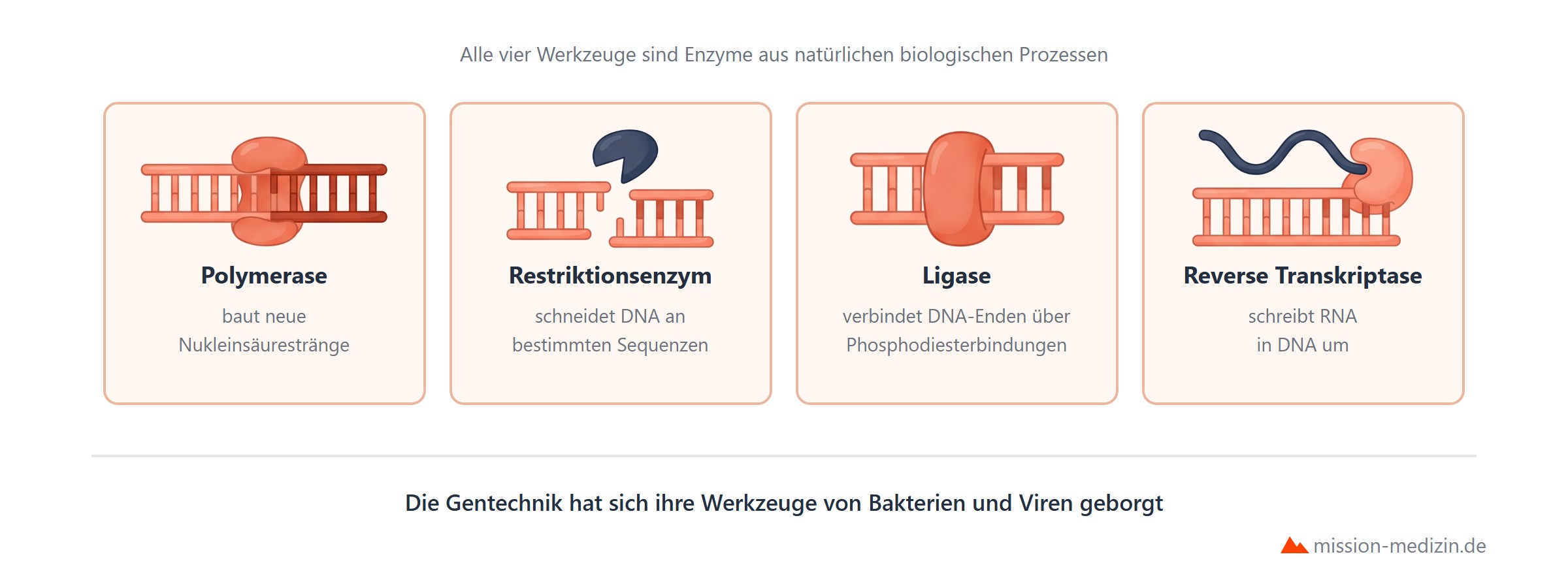 Die vier Werkzeuge der Gentechnik: Polymerase, Restriktionsenzym, Ligase und reverse Transkriptase