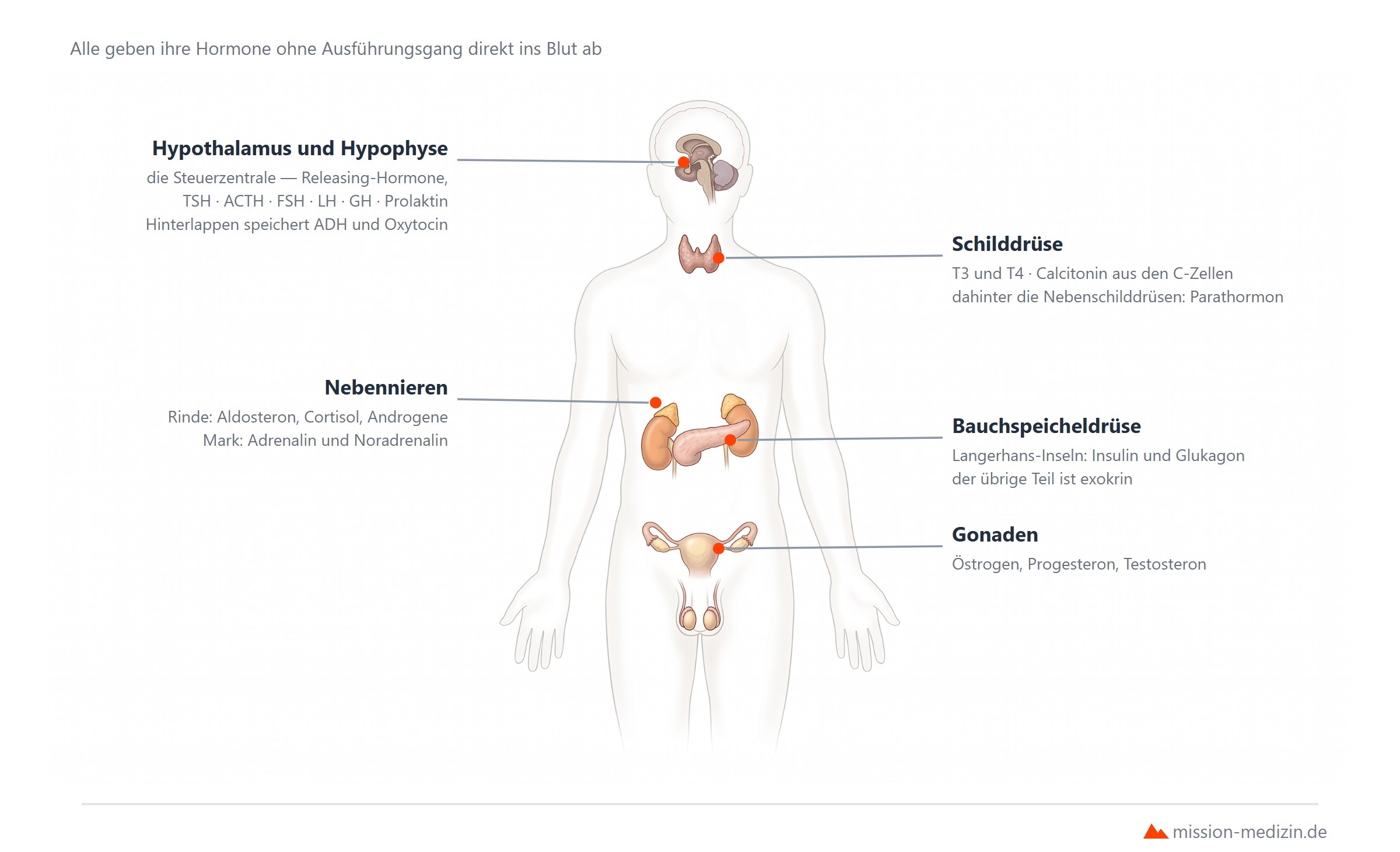 Lage der endokrinen Drüsen im Körper: Hypophyse, Schilddrüse mit Nebenschilddrüsen, Nebennieren auf den Nieren, Pankreas und Keimdrüsen
