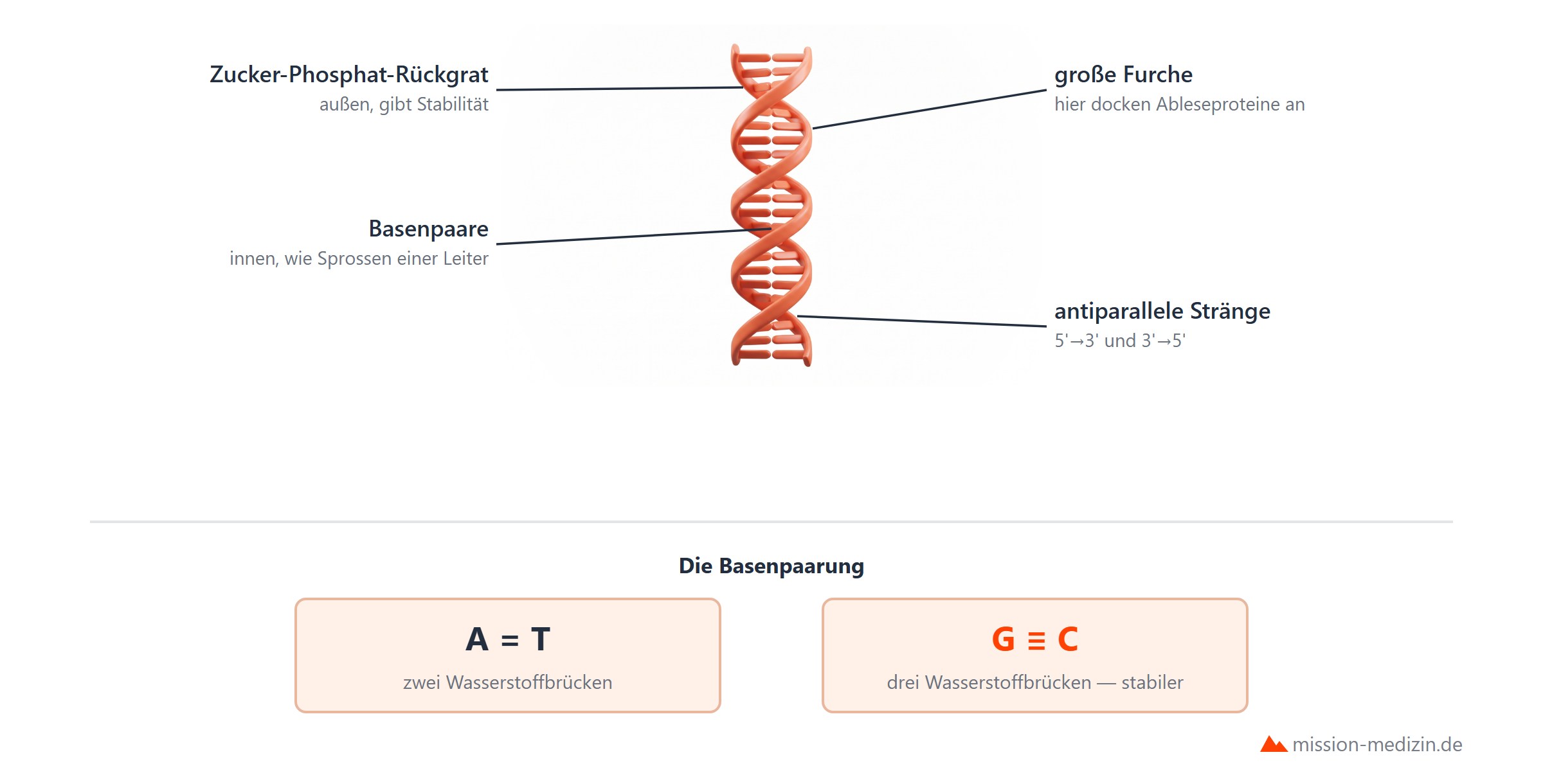 Aufbau der DNA mit Doppelhelix und Basenpaarung