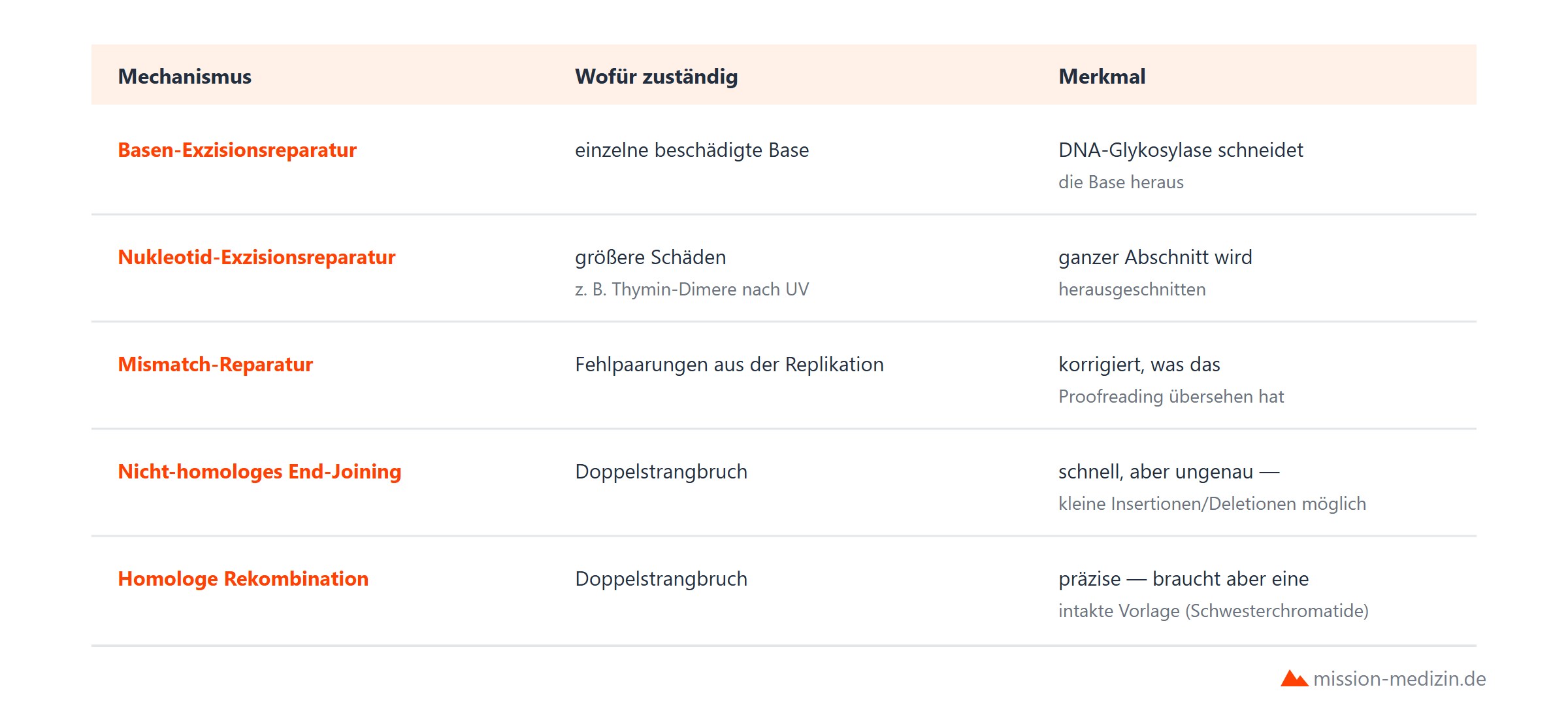 DNA-Reparaturmechanismen im Ueberblick