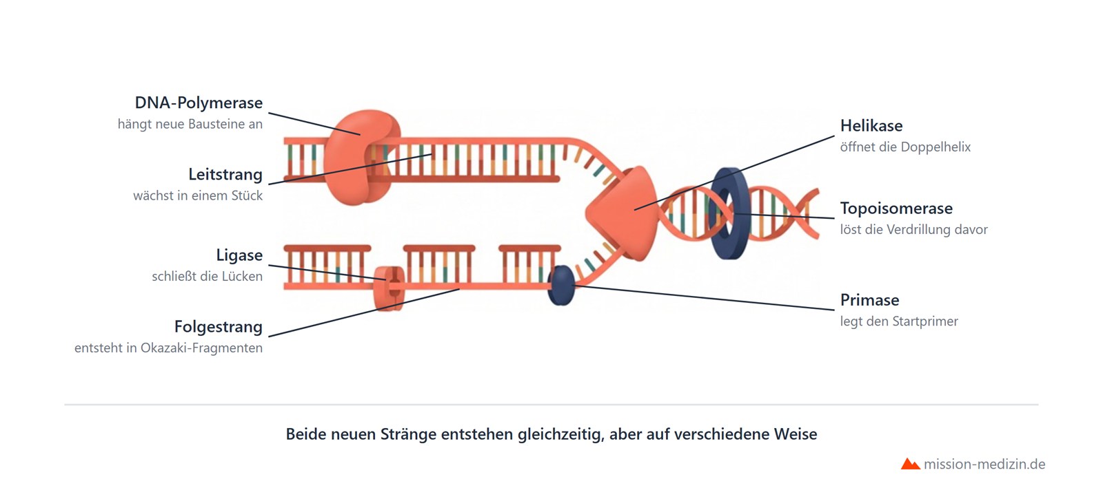 Replikationsgabel mit Leit- und Folgestrang