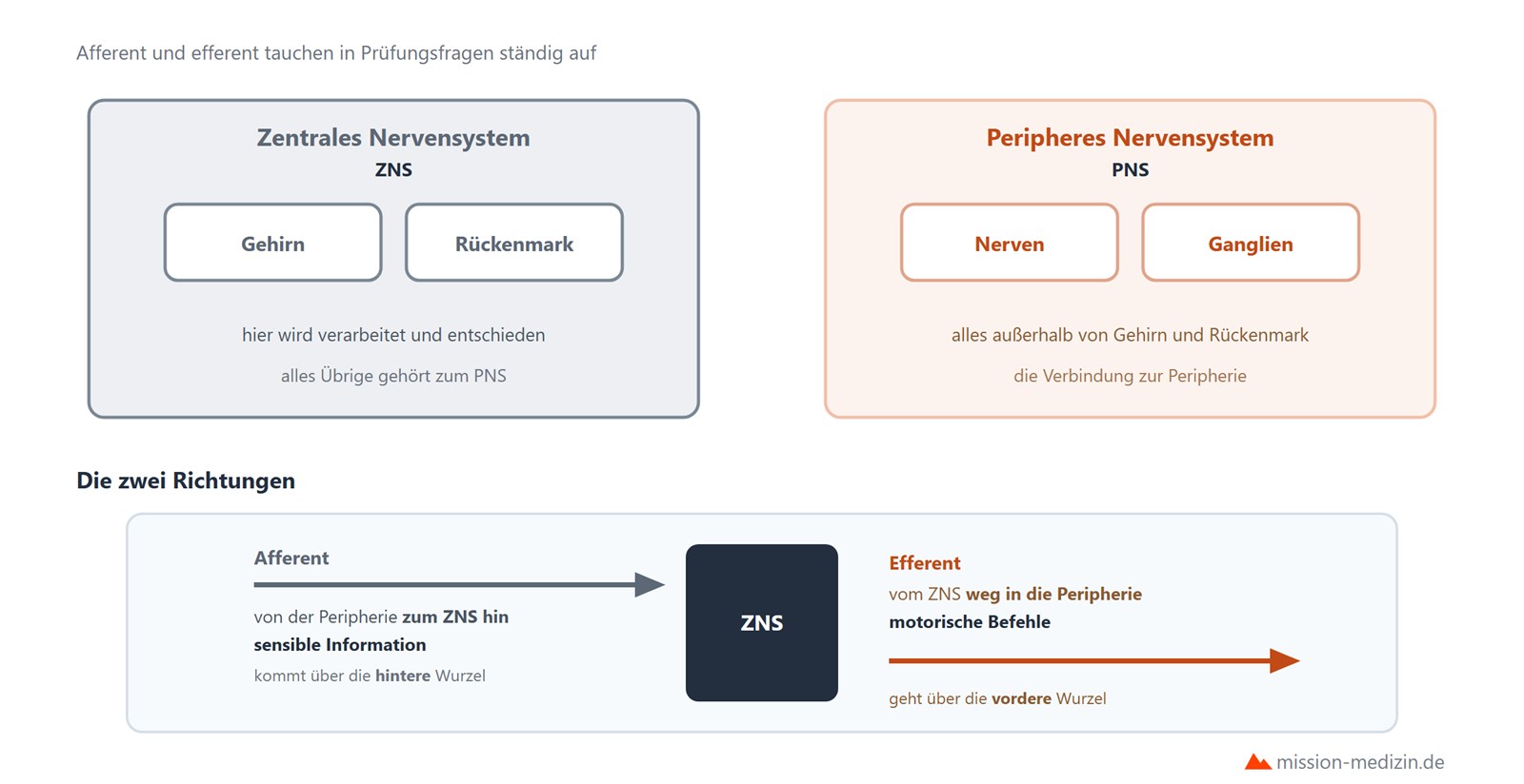 ZNS und PNS sowie afferente und efferente Richtung