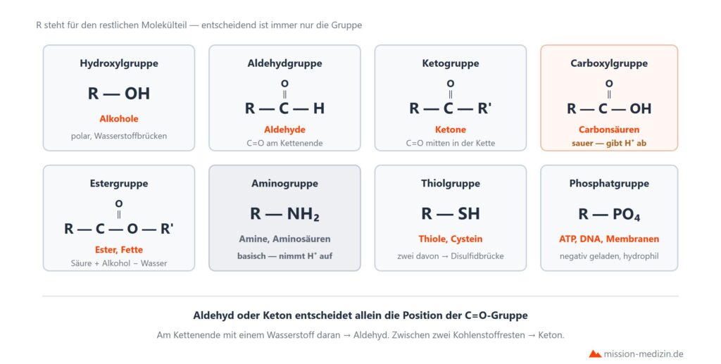 Die sieben funktionellen Gruppen der organischen Chemie in Strukturschreibweise