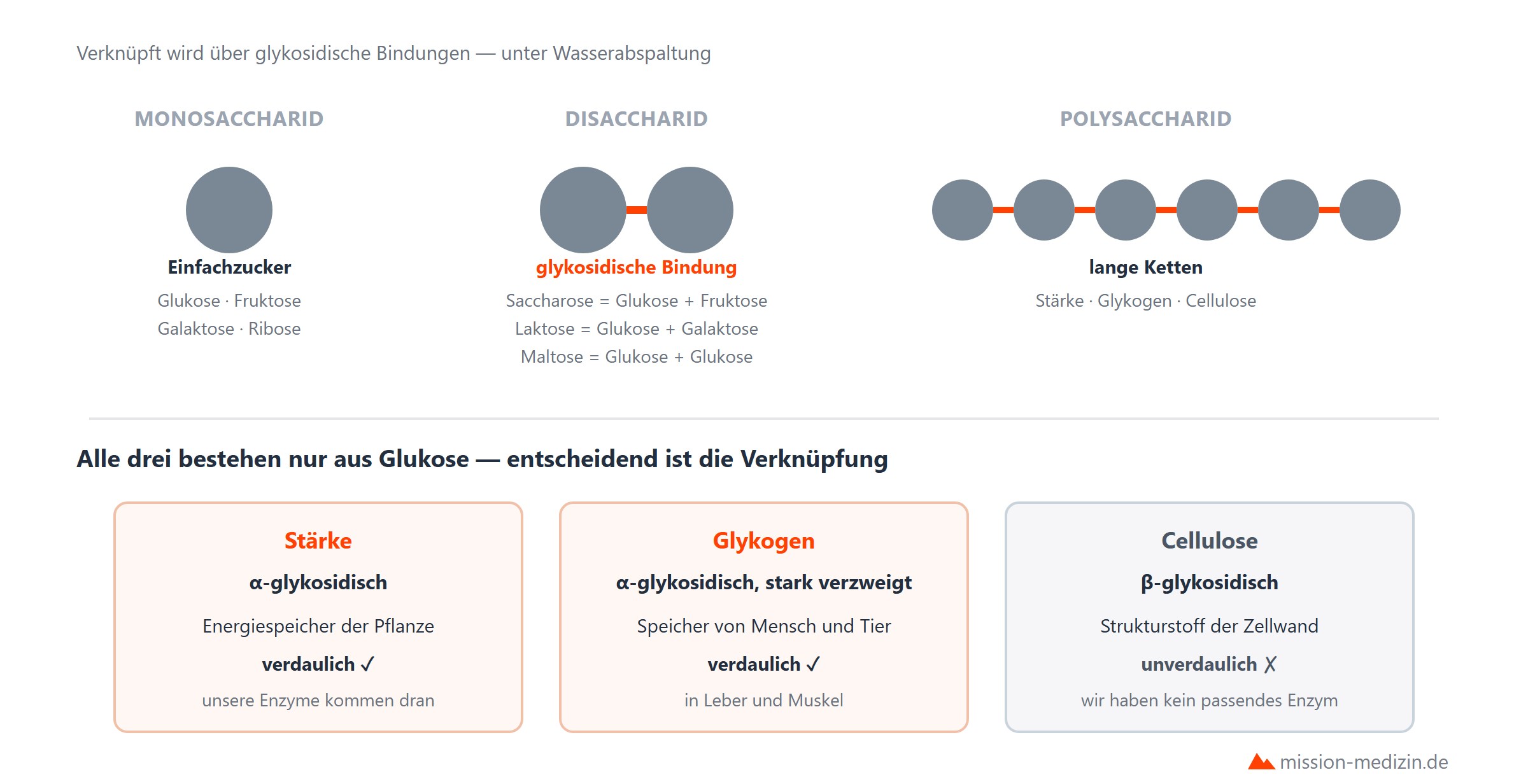 Kohlenhydrate: Mono-, Di- und Polysaccharide im Ueberblick