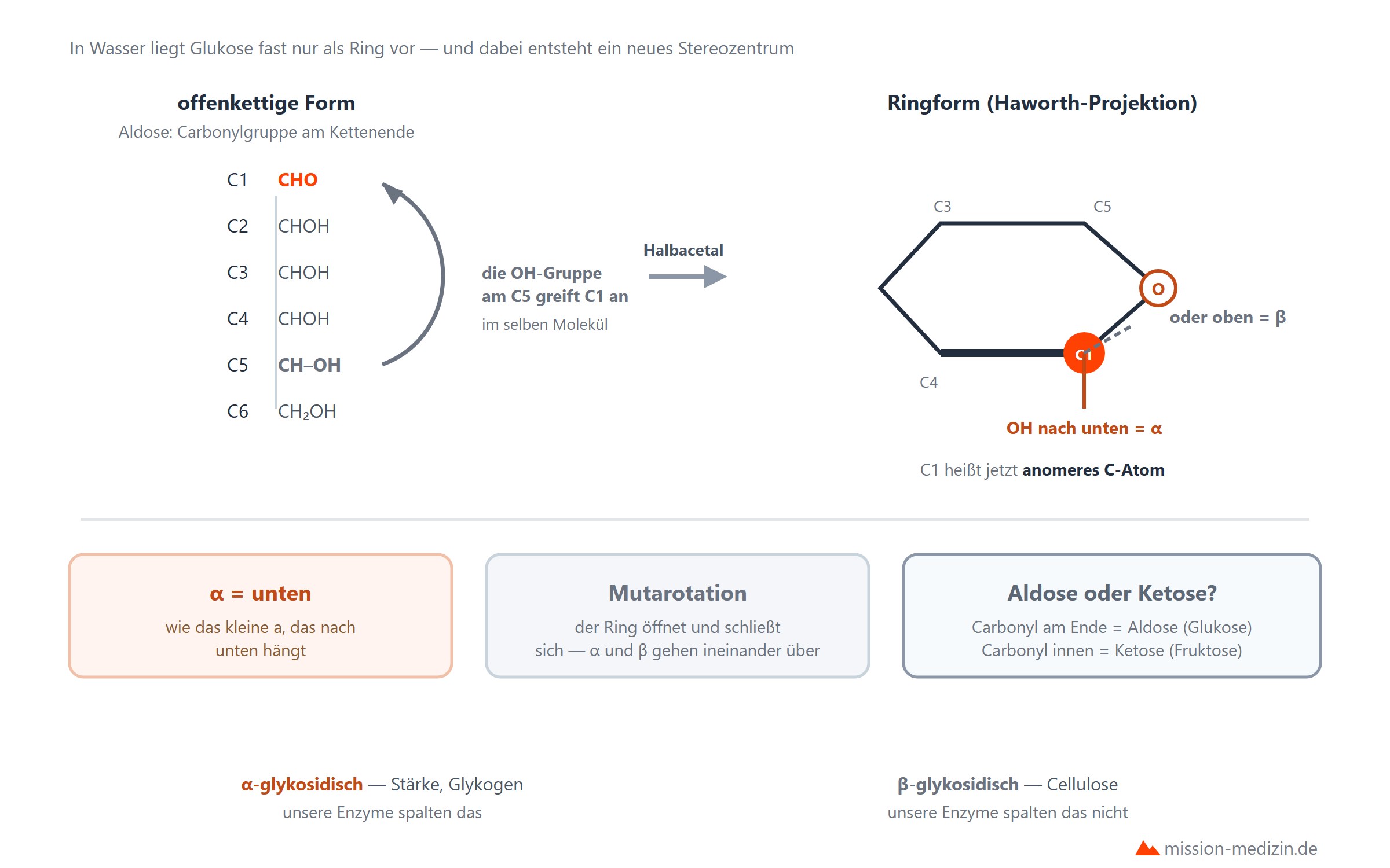 Ringschluss der Zucker und glykosidische Bindung