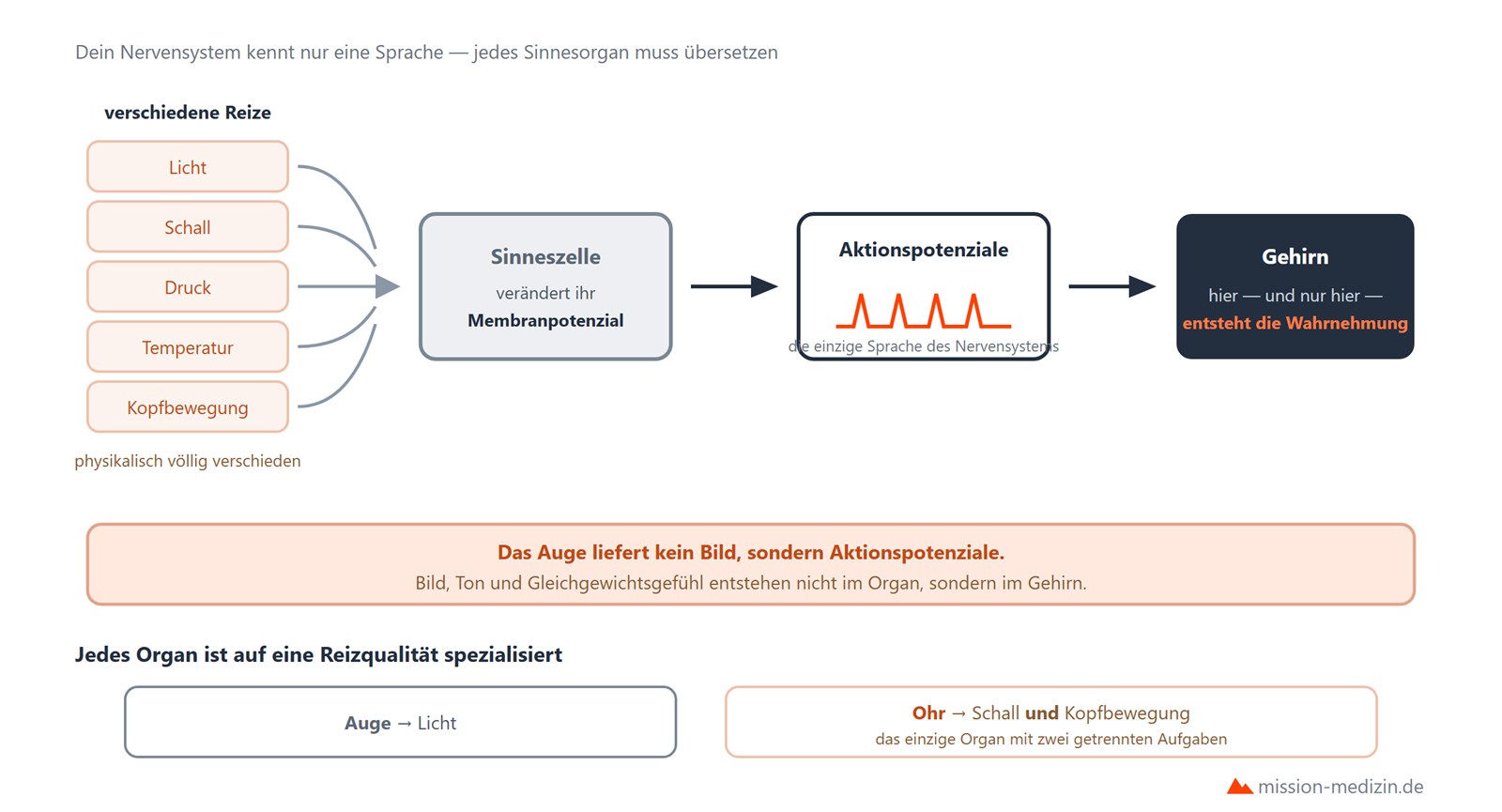 Umwandlung verschiedener Reize in Aktionspotenziale und Wahrnehmung im Gehirn