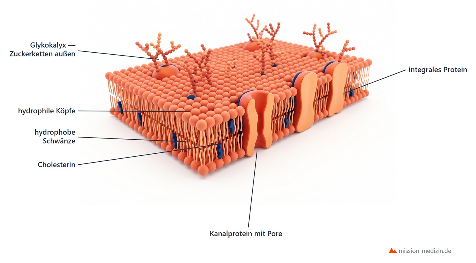 Zellmembran mit Phospholipid-Doppelschicht, integralen Proteinen und Cholesterin