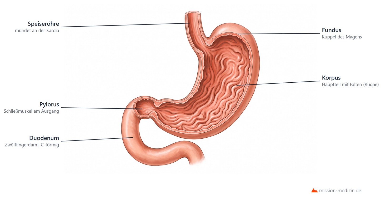 Magen im Laengsschnitt: Fundus, Korpus mit Rugae, Pylorus und Duodenum