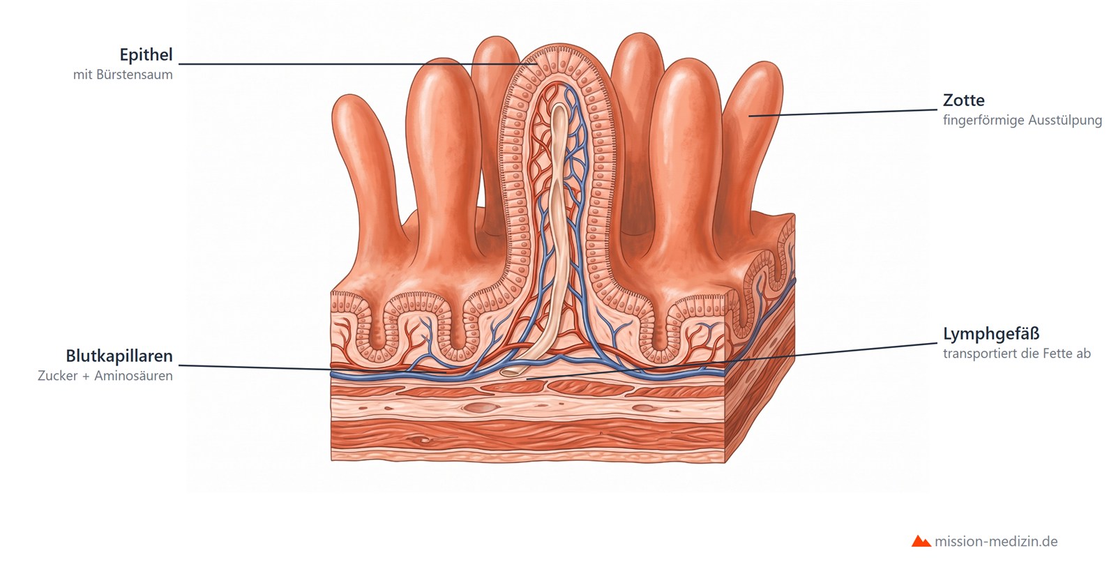 Darmzotte im Anschnitt: Epithel mit Buerstensaum, Blutkapillaren und zentrales Lymphgefaess
